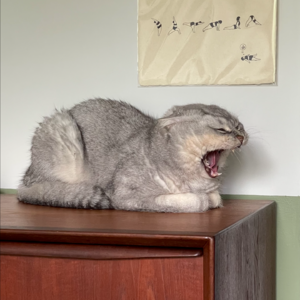 18. 为什么我们需要午休？