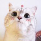 大脸猫Lala