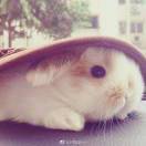 虎兔同笼