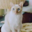 sanzii