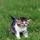 西小米的猫