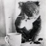 imakoala