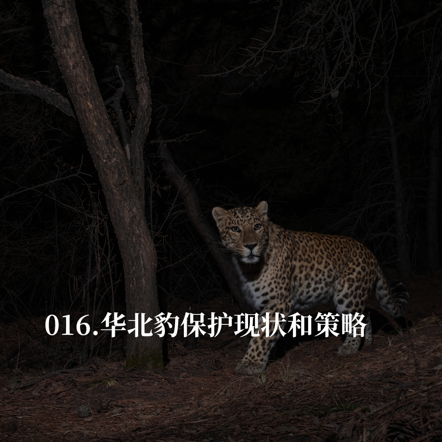 016.普通人怎么保护华北豹？ episode artwork