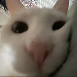 胖虎HD高清版