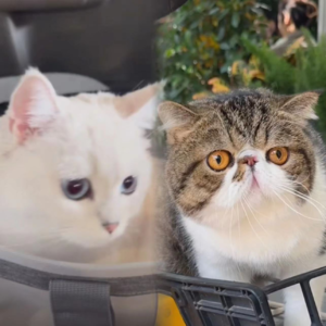 18. 世界凶狠险恶，小猫等我回家