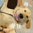 般若金刚四季豆