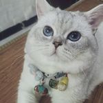 喔猫猫