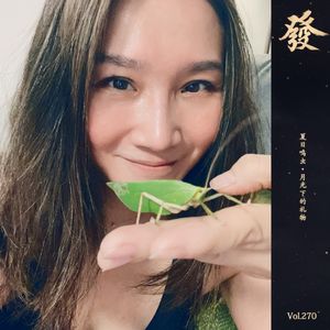 270期 - 夏日鸣虫·月光下的礼物