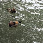 圆嘟嘟的任意门