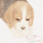 獭獭coconut