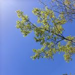 爱听播客的bo