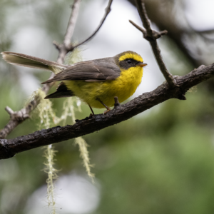 友禽提示：观鸟，不止于赏