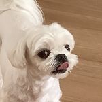 小狗之主