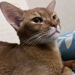 老师好我叫孟很顺