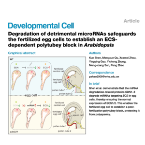 492-SDN调控miRNA降解维持拟南芥受精卵阻断多花粉管入卵机制