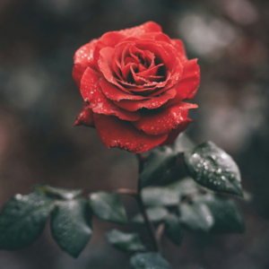 思关系|仲永不需要我们的哀叹，孩子不是你的孩子。