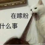 野生虾皮