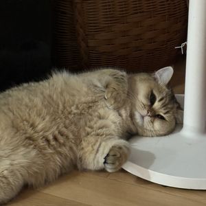 毛毛秋秋