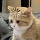 frank_aQHs