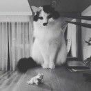 侯一默