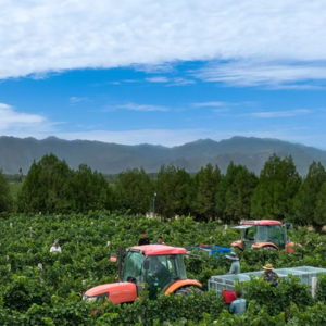 Vol.6 宁夏酒庄游回来,有什么酒庄和攻略推荐?