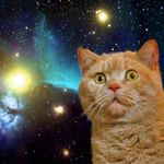 动物园喵喵乱叫