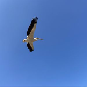 podcaster-avatar