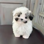 玉盘杨莓为菌设