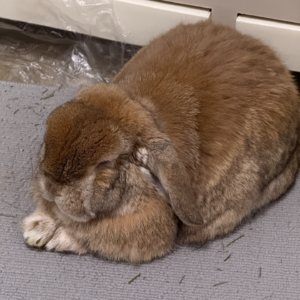 和可以取长补短的朋友住一起太幸福啦 📅 Feb.5