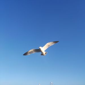 podcaster-avatar