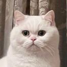 奥莉和猫