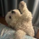 我是一只小小鹌鹑