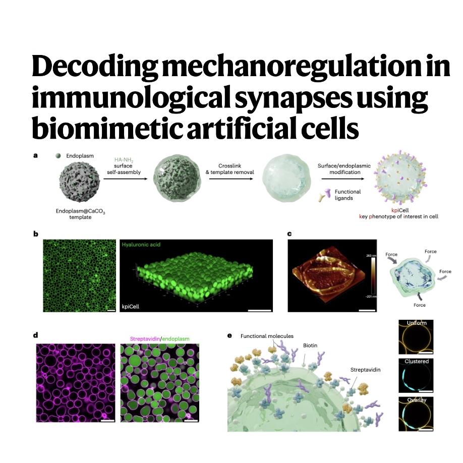 1555-Decoding Mechanoregulation with Biomimetic kpiCells episode artwork