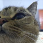陶烟