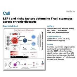 1312-LEF1与生态位因子决定慢性病中T细胞干性