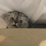 懵仔