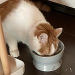 头像是别人家的猫_我吃吃