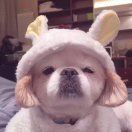 震惊狗子一整年