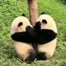 52HZ鲸鱼