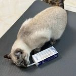 模糊修猫