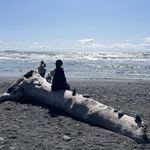 霹雳娇野