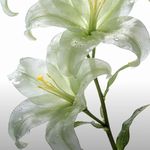 橘子还在