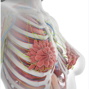 呵护乳腺，新年不妨送妈妈一件内衣当新年礼物