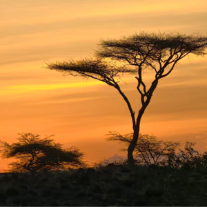 002|Safari之外的肯尼亚:失序的内罗毕街头与基贝拉贫民窟