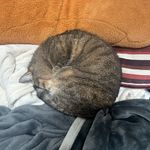 费洛蒙星变态宇宙人