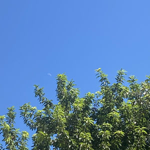 【山下声】
