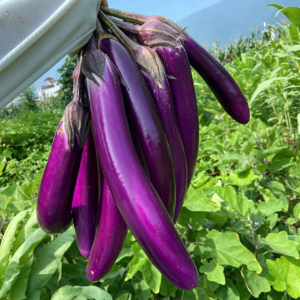 VOL212. 彻底黑化:侯姐的精神状态很迷人,今天中午我与母亲已经断绝关系。