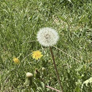 podcaster-avatar