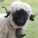Mouton_cQEP