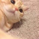 尼可蹦蹦